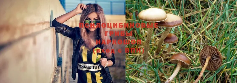 Псилоцибиновые грибы Psilocybe  Тайга 