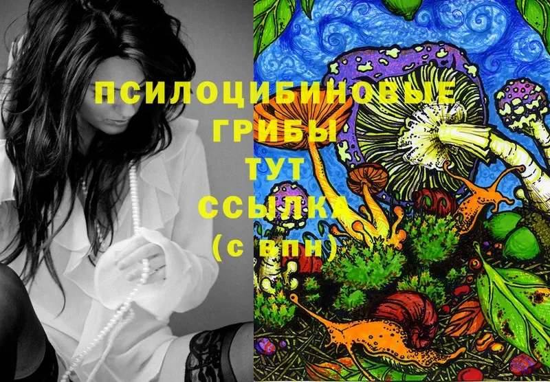 Галлюциногенные грибы Psilocybe Тайга